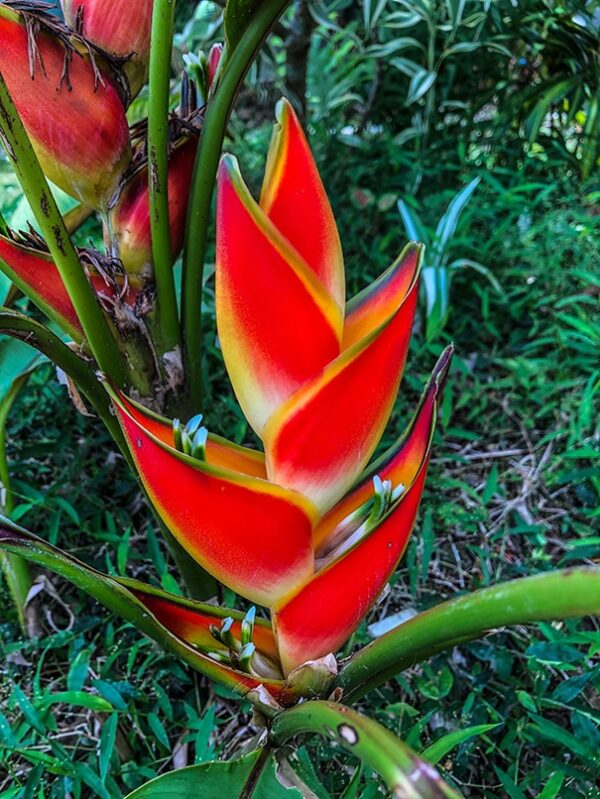 10 heliconia